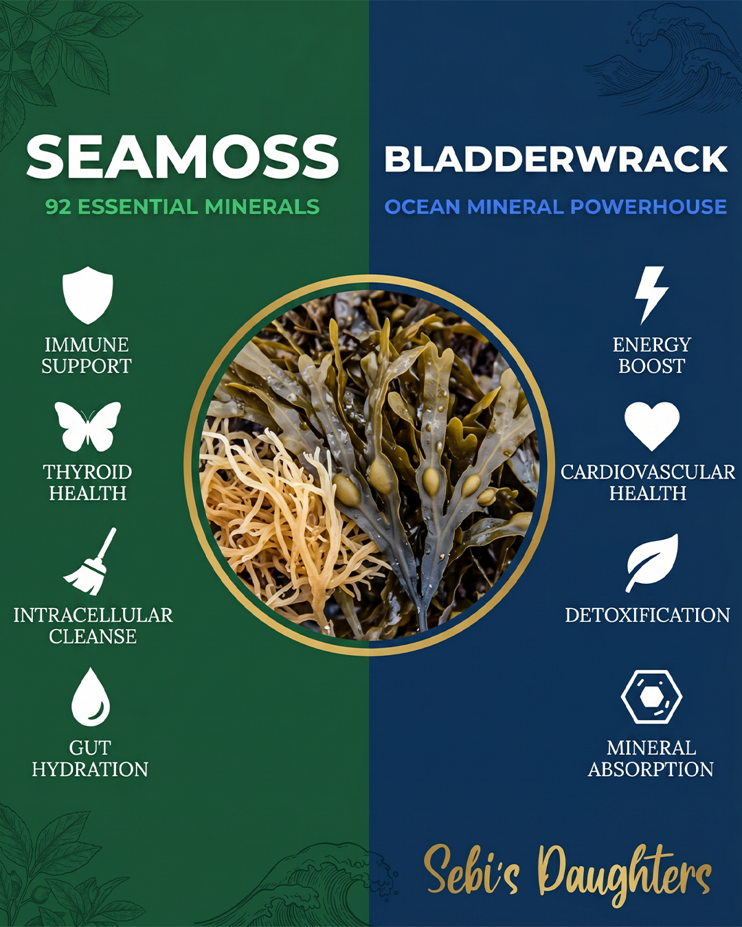 Organic Seamoss & Bladderwrack Capsules – Wildcrafted, Mineral-Rich Daily Wellness Support